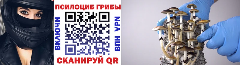 Галлюциногенные грибы Psilocybe где продают Райчихинск